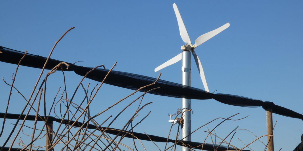 Kiwi: nuovi impianti, vecchi problemi